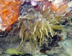Sea Anenome by Robert Verkoeyen 